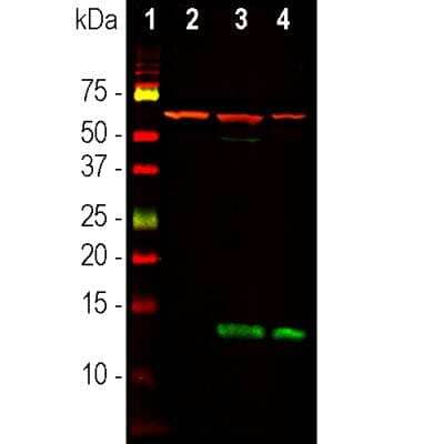 Western Blot: FABP7/B-FABP Antibody [NBP3-05531]