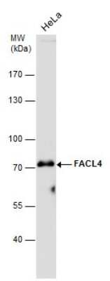 Western Blot: FACL4 Antibody (GT186) [NBP3-13533]