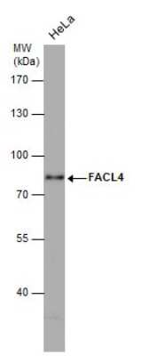 Western Blot: FACL4 Antibody (GT566) [NBP3-13526]