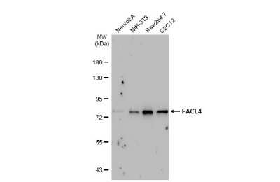 Western Blot: FACL4 Antibody (GT566) [NBP3-13526]