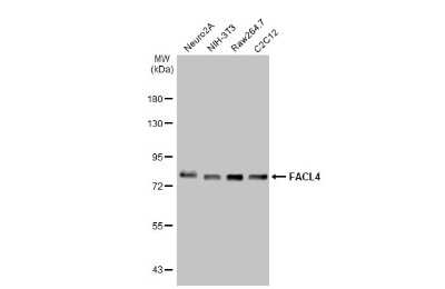 Western Blot: FACL4 Antibody (HL229) [NBP3-13666]