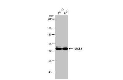 Western Blot: FACL4 Antibody (HL229) [NBP3-13666]
