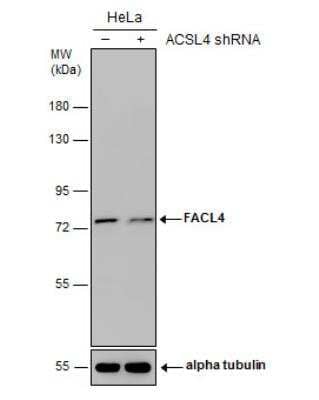 Knockdown Validated: FACL4 Antibody [NBP2-16400]