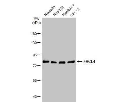 Western Blot: FACL4 Antibody [NBP2-16401]