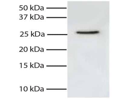 Western Blot: FADD Antibody (1A11) [NBP1-28589]