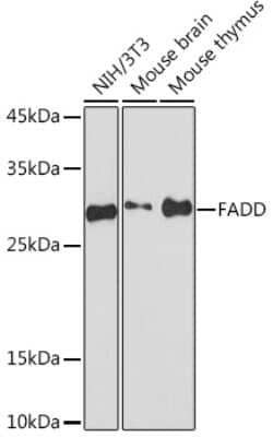 Western Blot: FADD Antibody (10L6M0) [NBP3-15951]