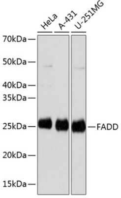 Western Blot: FADD Antibody (5L2O10) [NBP3-15633]