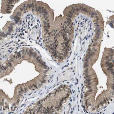 Immunohistochemistry-Paraffin: FADD Antibody [NBP1-81831]