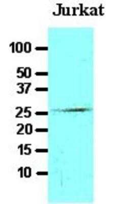 Western Blot: FADD Antibody (J1D2)BSA Free [NBP1-04288]