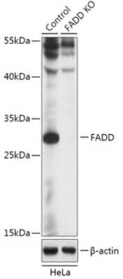 Knockout Validated: FADD Antibody - Azide and BSA Free [NBP3-03840]