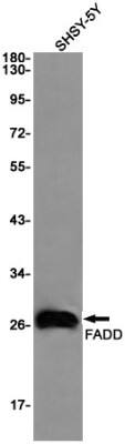 Western Blot: FADD Antibody (S05-1K1) [NBP3-19630]