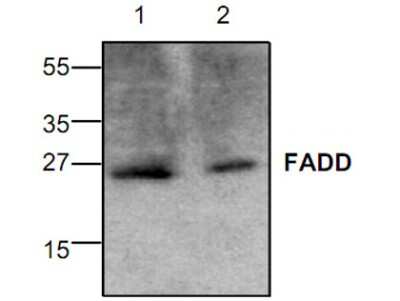 Western Blot: FADD Antibody [NBP1-45552]