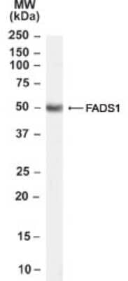 Western Blot: FADS1 Antibody [NB100-57083]