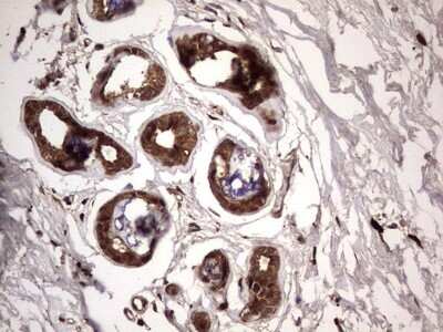 Immunohistochemistry: FAF1 Antibody (OTI10D1) [NBP2-45565]