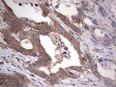 Immunohistochemistry: FAF1 Antibody (OTI10D1) [NBP2-45565]