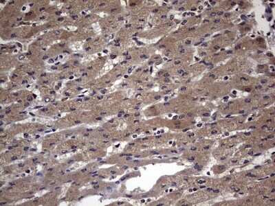 Immunohistochemistry: FAF1 Antibody (OTI10D1) [NBP2-45565]