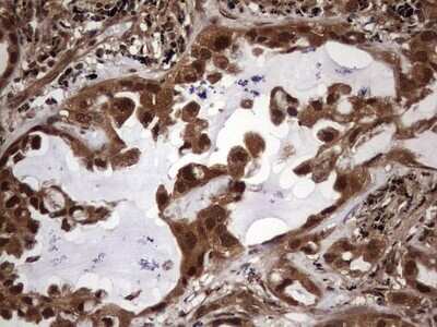 Immunohistochemistry: FAF1 Antibody (OTI10D1) [NBP2-45565]