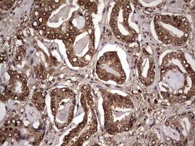 Immunohistochemistry: FAF1 Antibody (OTI10D1) [NBP2-45565]