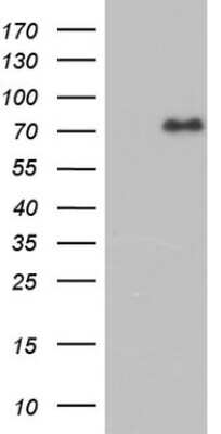 Western Blot: FAF1 Antibody (OTI10D1) [NBP2-45565]