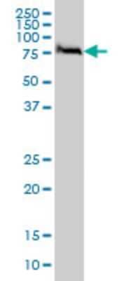 Western Blot: FAF1 Antibody (1A10) [H00011124-M01]