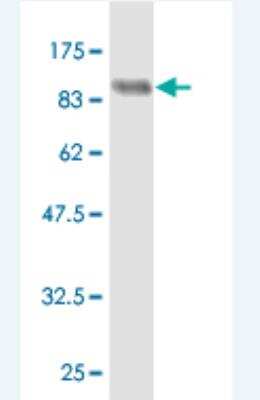 Western Blot: FAF1 Antibody (1G6) [H00011124-M03]