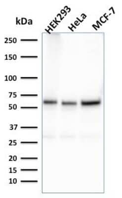 Western Blot: FAF1 Antibody (CPTC-FAF1-2) [NBP3-07506]