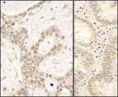 Immunohistochemistry: FAF1 Antibody [NBP1-47276]