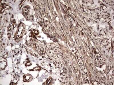 Immunohistochemistry: FAF1 Antibody (OTI10D1) - Azide and BSA Free [NBP2-71679]