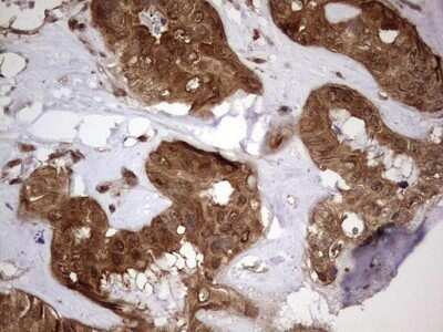 Immunohistochemistry: FAF1 Antibody (OTI10D1) - Azide and BSA Free [NBP2-71679]