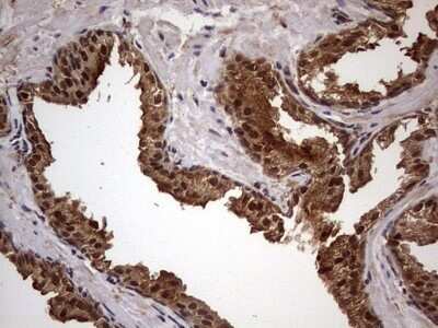 Immunohistochemistry: FAF1 Antibody (OTI10D1) - Azide and BSA Free [NBP2-71679]