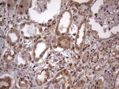 Immunohistochemistry: FAF1 Antibody (OTI10D1) - Azide and BSA Free [NBP2-71679]