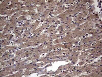 Immunohistochemistry: FAF1 Antibody (OTI10D1) - Azide and BSA Free [NBP2-71679]