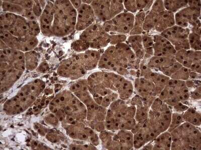 Immunohistochemistry: FAF1 Antibody (OTI10D1) - Azide and BSA Free [NBP2-71679]