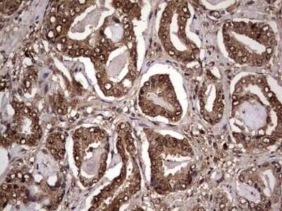 Immunohistochemistry: FAF1 Antibody (OTI10D1) - Azide and BSA Free [NBP2-71679]
