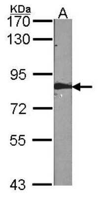 Western Blot: FAF1 Antibody [NBP1-31651]