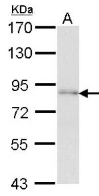 Western Blot: FAF1 Antibody [NBP1-31651]