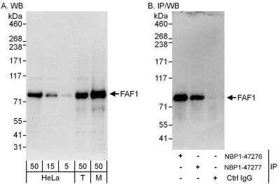 Western Blot: FAF1 Antibody [NBP1-47276]