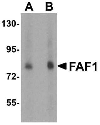 Western Blot: FAF1 AntibodyBSA Free [NBP1-76745]