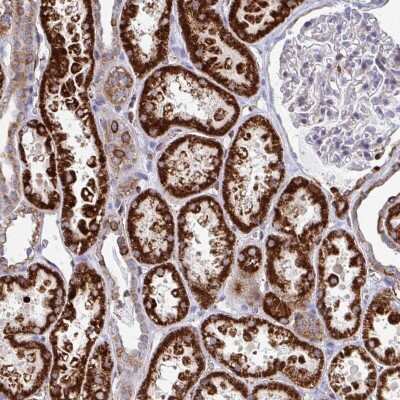 Immunohistochemistry-Paraffin: FAHD1 Antibody [NBP2-58331]