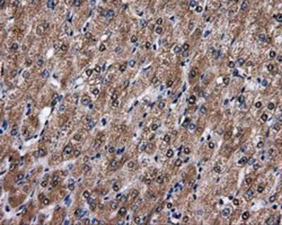 Immunohistochemistry-Paraffin: FAHD2A Antibody (OTI6D9) [NBP2-02331]
