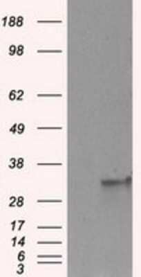 Fahd A Antibody Oti D Nbp Bio Techne