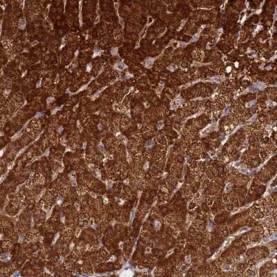 Immunohistochemistry-Paraffin: FAHD2A Antibody [NBP2-54694]