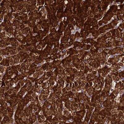 Immunohistochemistry-Paraffin: FAHD2A Antibody [NBP2-54717]