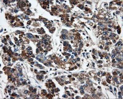 Immunohistochemistry: FAHD2A Antibody (OTI6D9) - Azide and BSA Free [NBP2-71886]