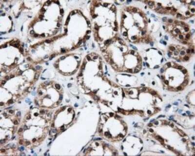 Immunohistochemistry: FAHD2A Antibody (OTI6D9) - Azide and BSA Free [NBP2-71886]