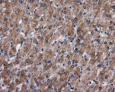 Immunohistochemistry: FAHD2A Antibody (OTI6D9) - Azide and BSA Free [NBP2-71886]