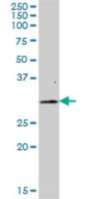 Western Blot: FAHD2A Antibody [H00051011-B01P]