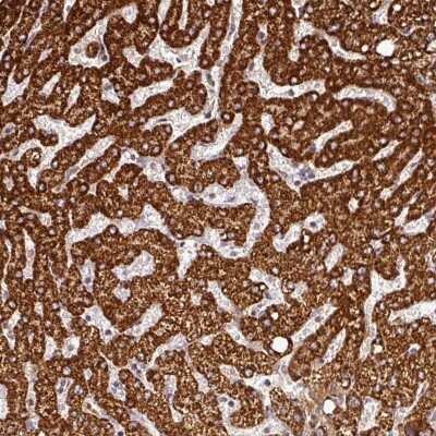 Immunohistochemistry-Paraffin: FAIM1 Antibody [NBP2-48764]