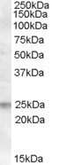 Western Blot: FAIM1 Antibody [NB100-77331]