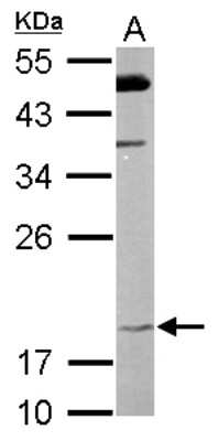 Western Blot: FAIM1 Antibody [NBP1-32987]
